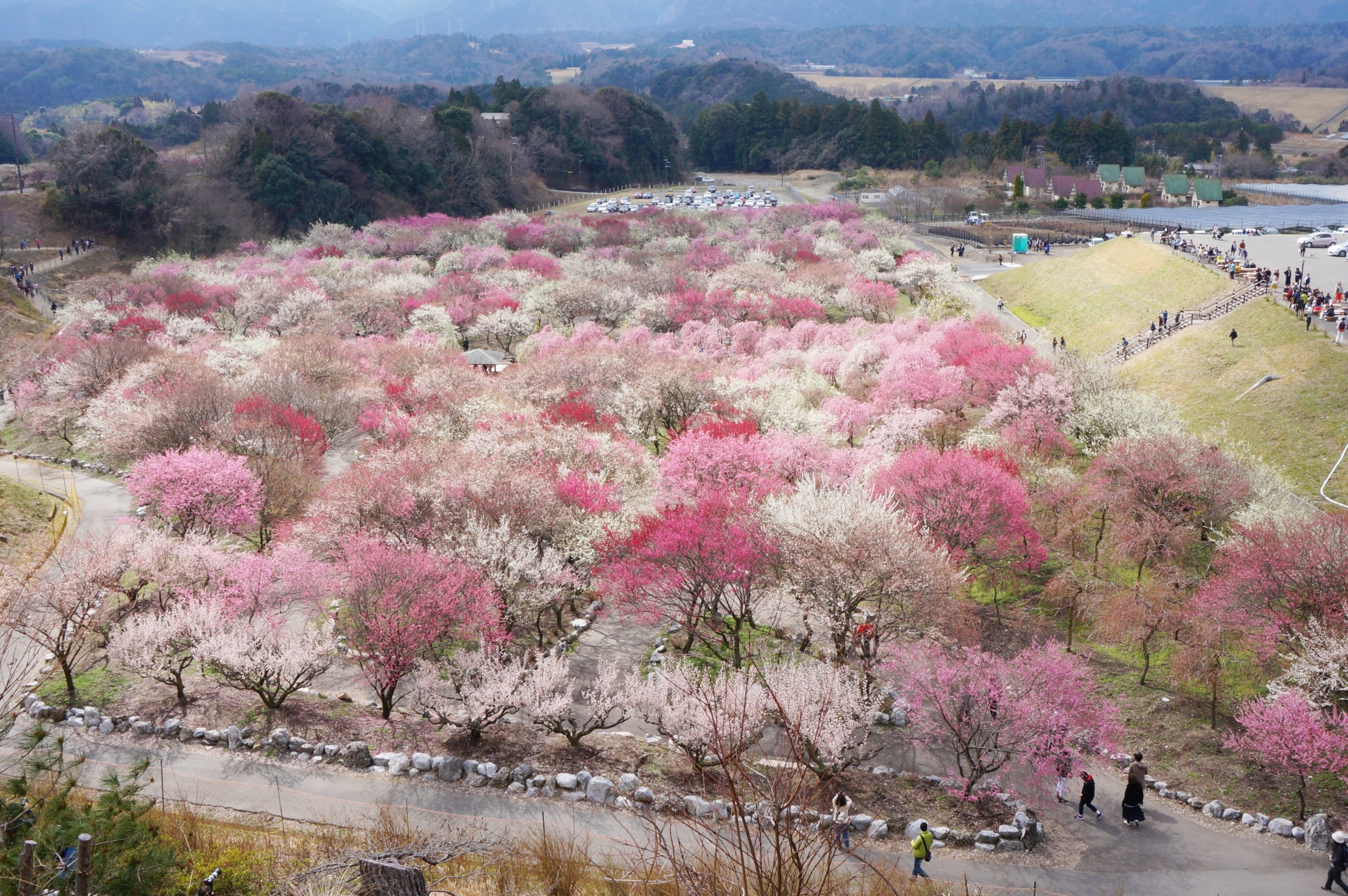 いなべ市梅林公園