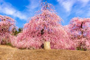 鈴鹿の森庭園の梅